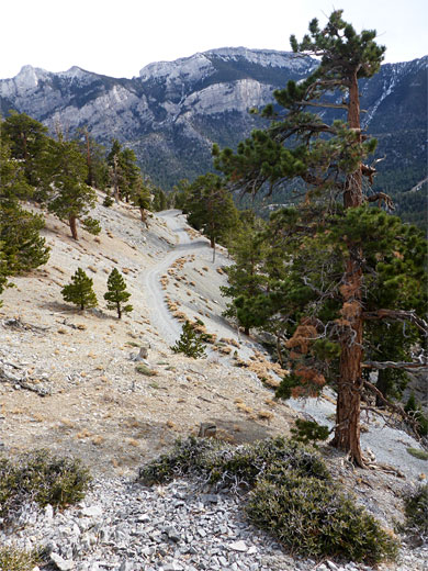 Above the old road from Scout Canyon