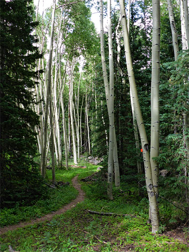 Trail through aspen and pine, near South Baker Creek