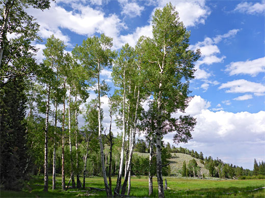 Aspen at the edge of a meadow
