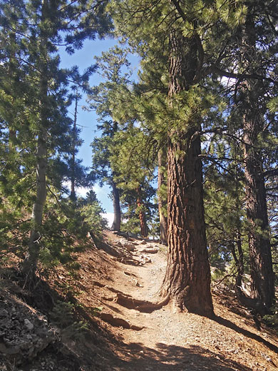 Trees by the path