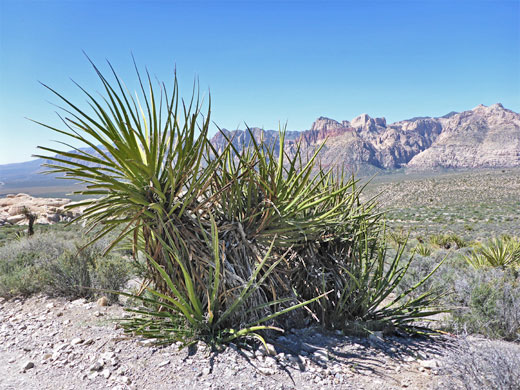Banana yucca