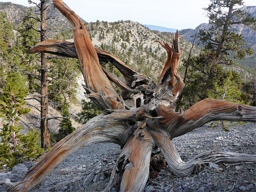 Spreading bristlecone pine roots