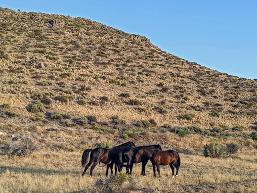 Three horses