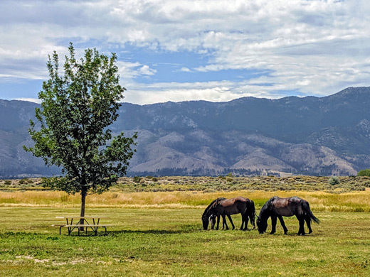 Tree and horses, Washoe Lake SP