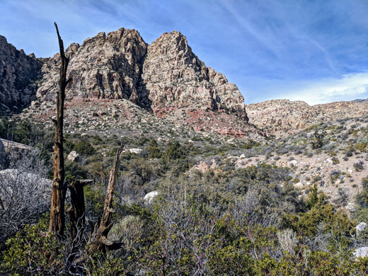 Dead tree along the south side of the loop