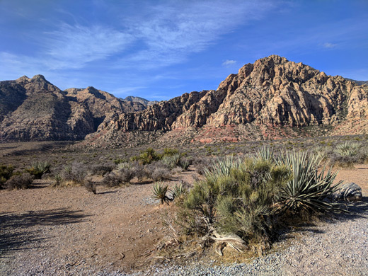 Banana yucca at the Whiterock trailhead