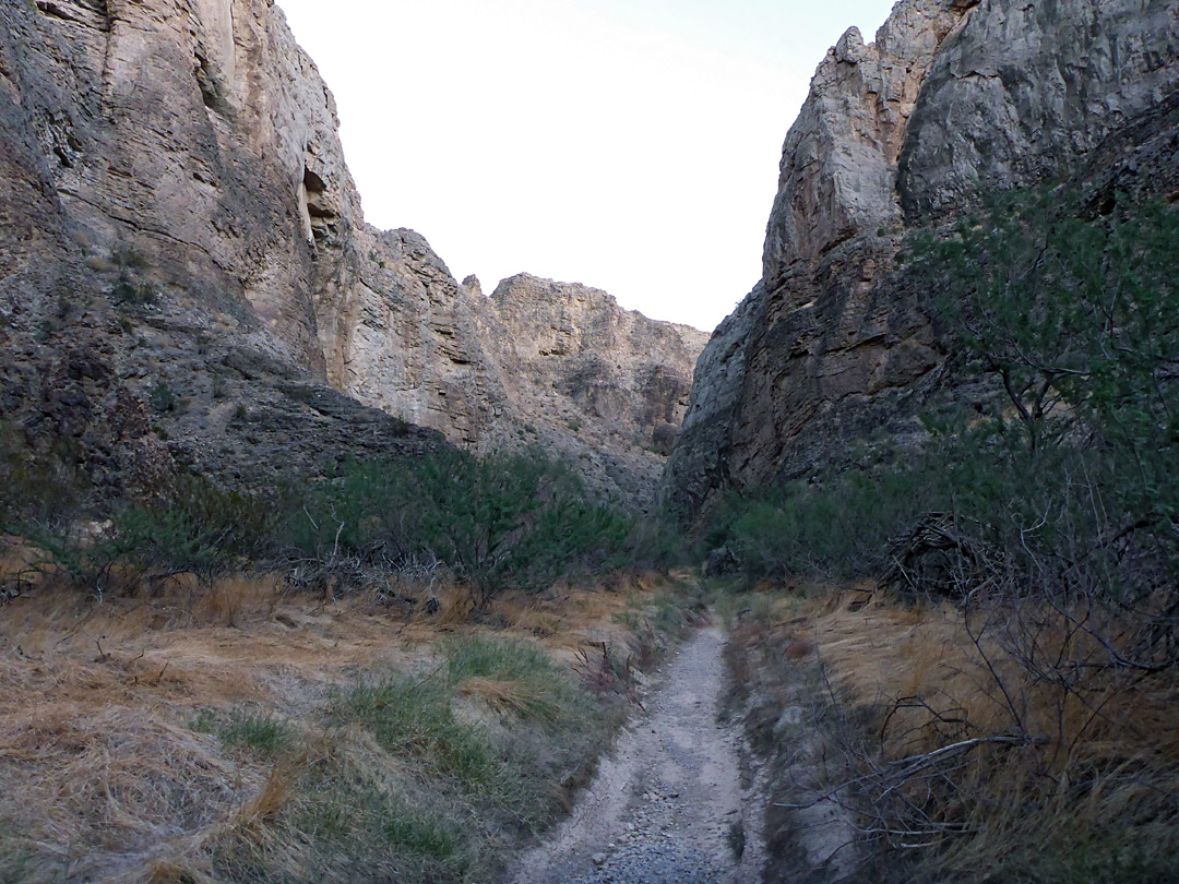 Grassy streambed