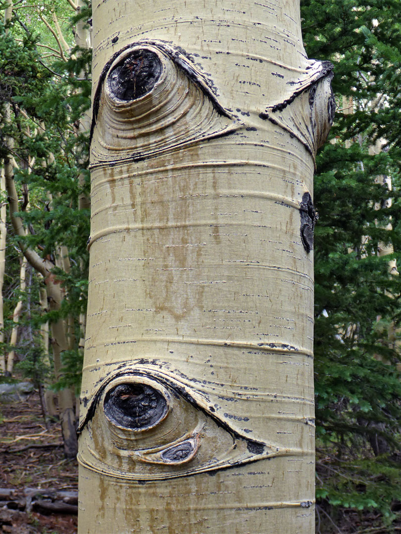 Aspen trunk