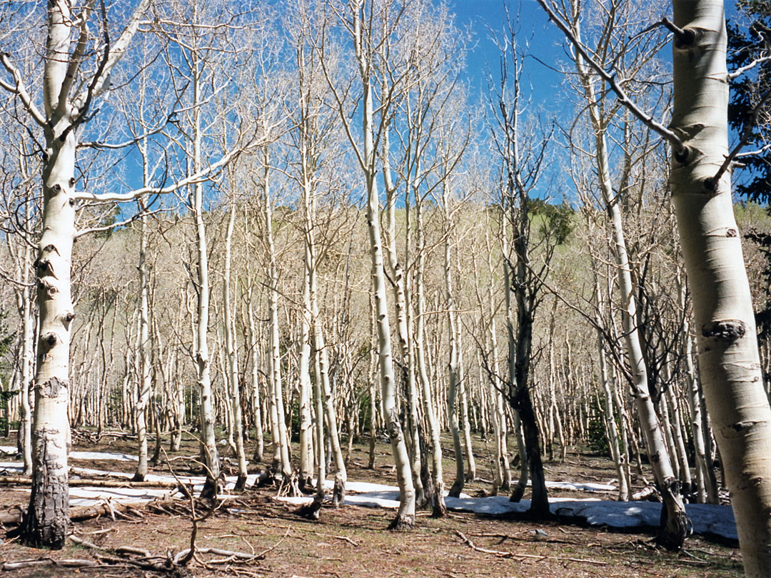 Aspen woodland