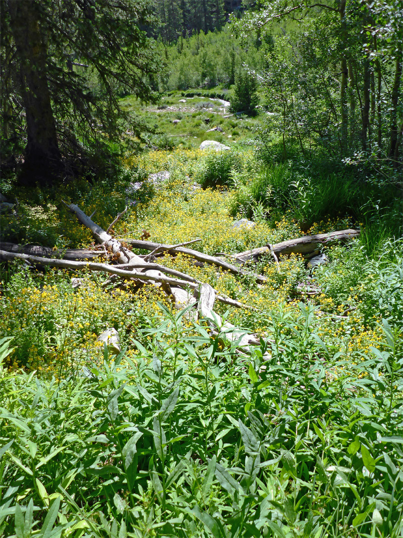 Logs in a meadow