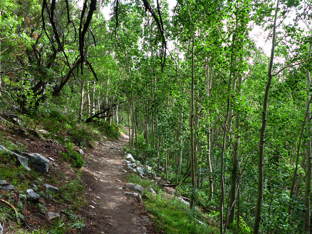 Aspen beside the trail