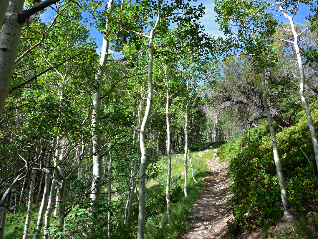 Path through aspen