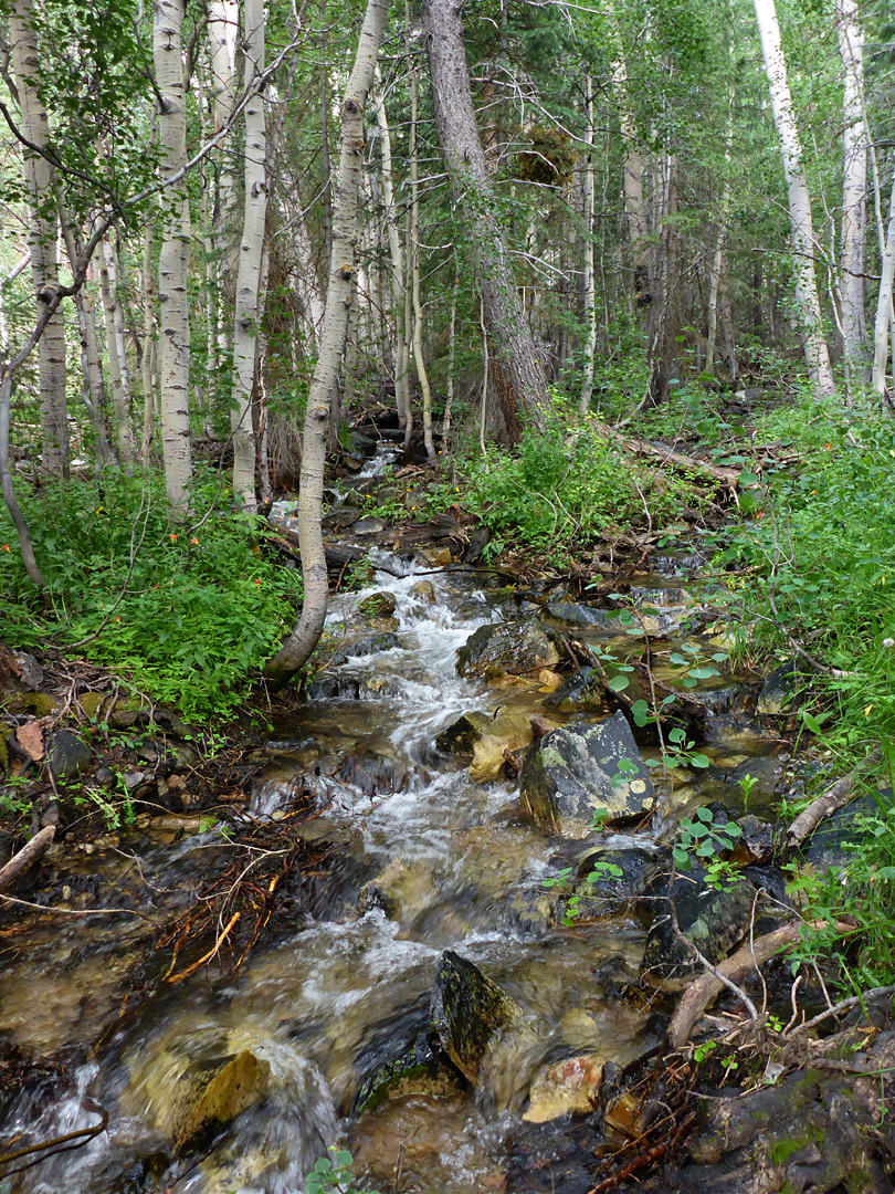 Trees beside the creek