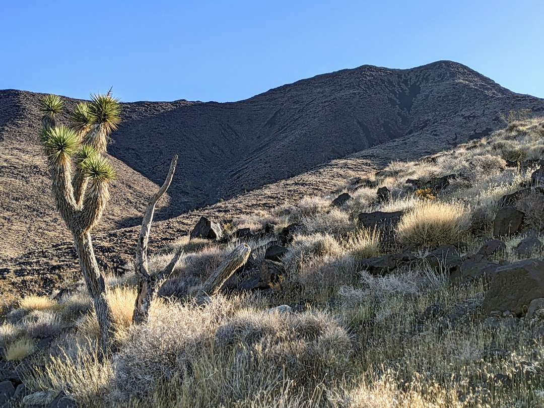 Joshua tree