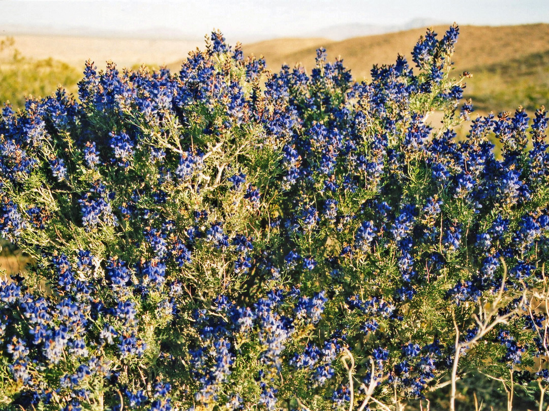Blue bush
