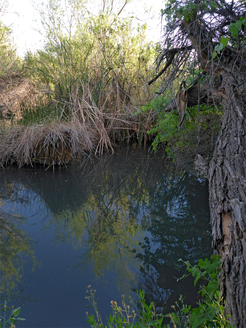 Bradford Spring