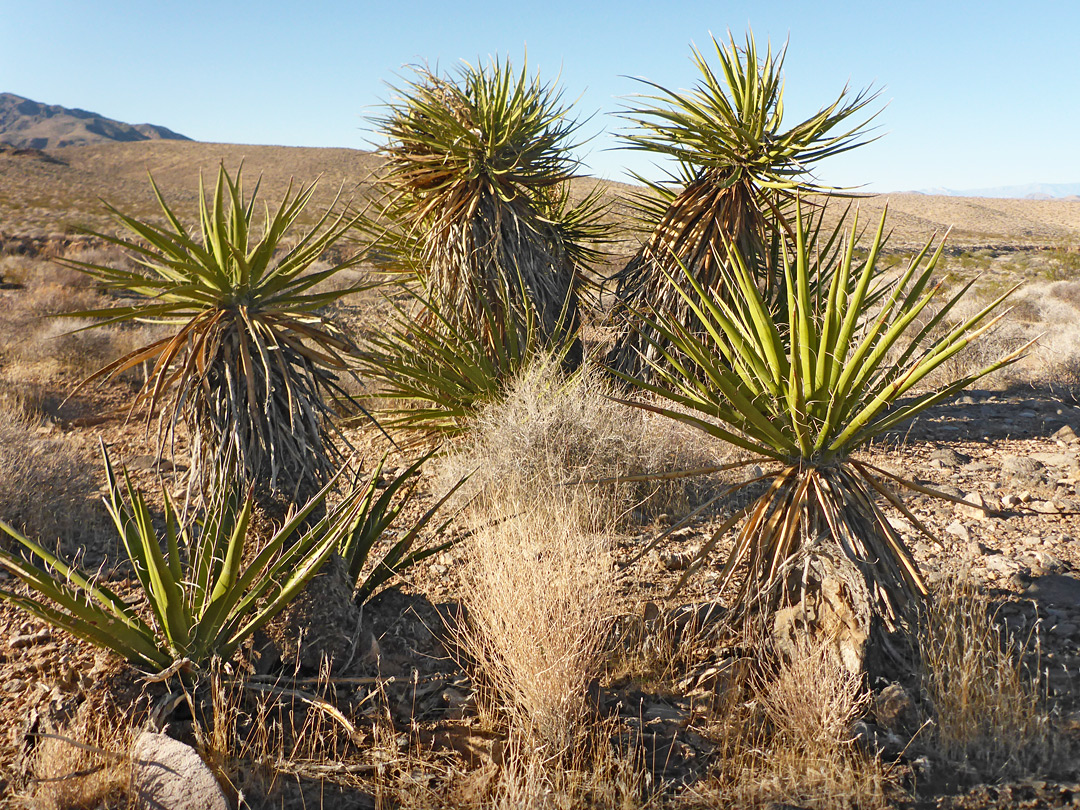 Mojave yucca
