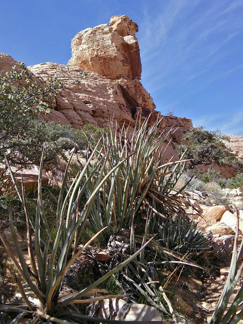 Banana yucca