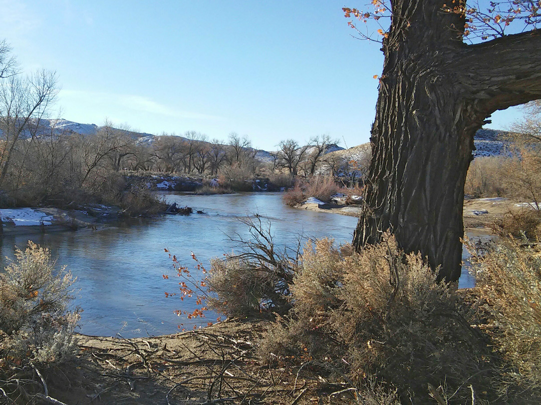 Tree by the river