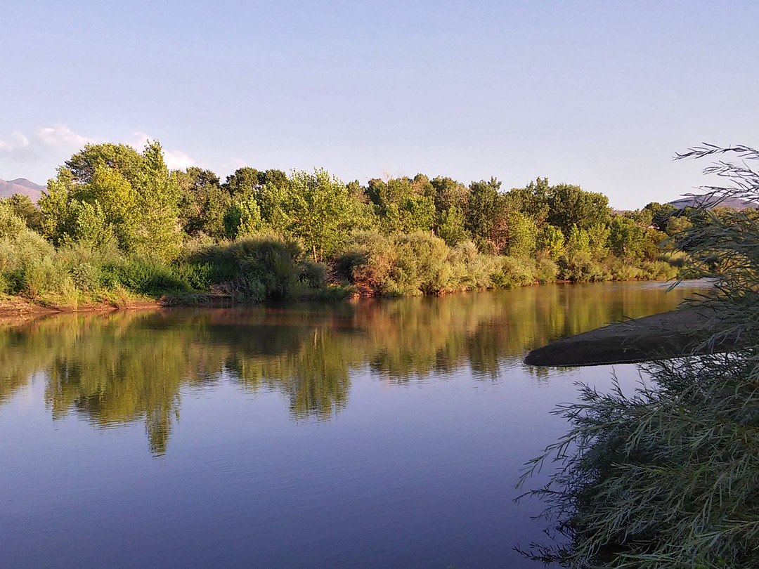 Trees beside the river