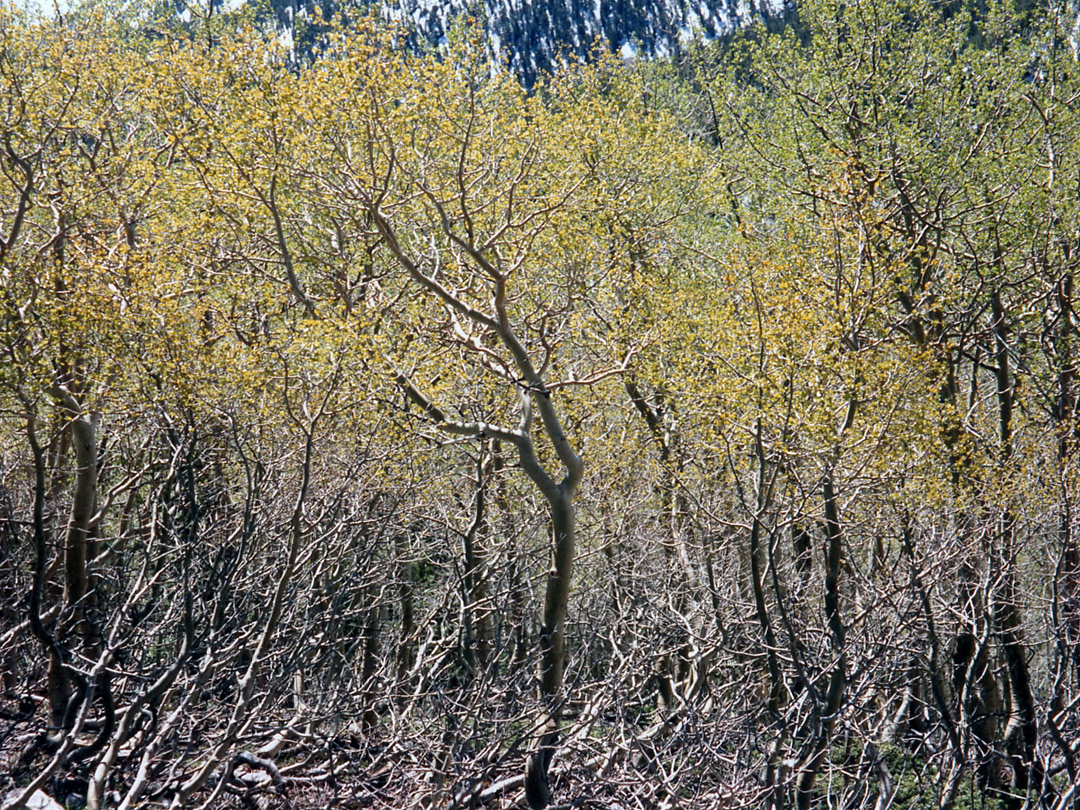 Cedar trees