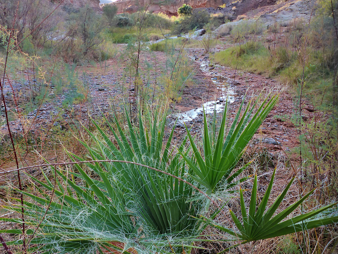 Stream and palm