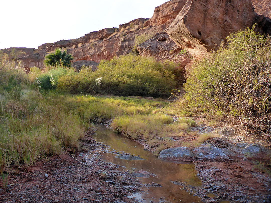 Charlies Spring