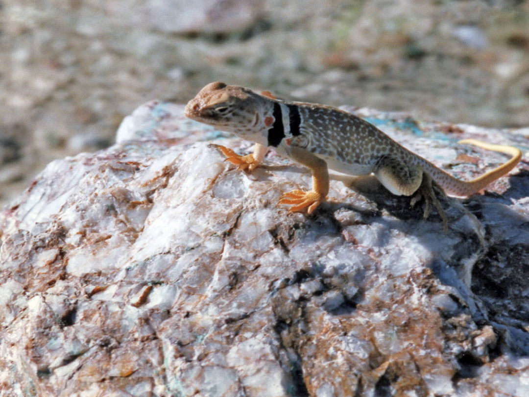 Collared lizard