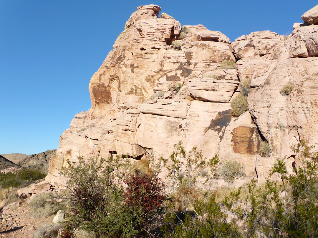 Bushes below cliffs