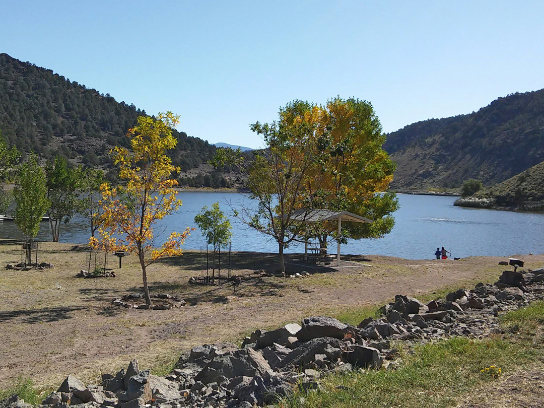 Trees by the lake