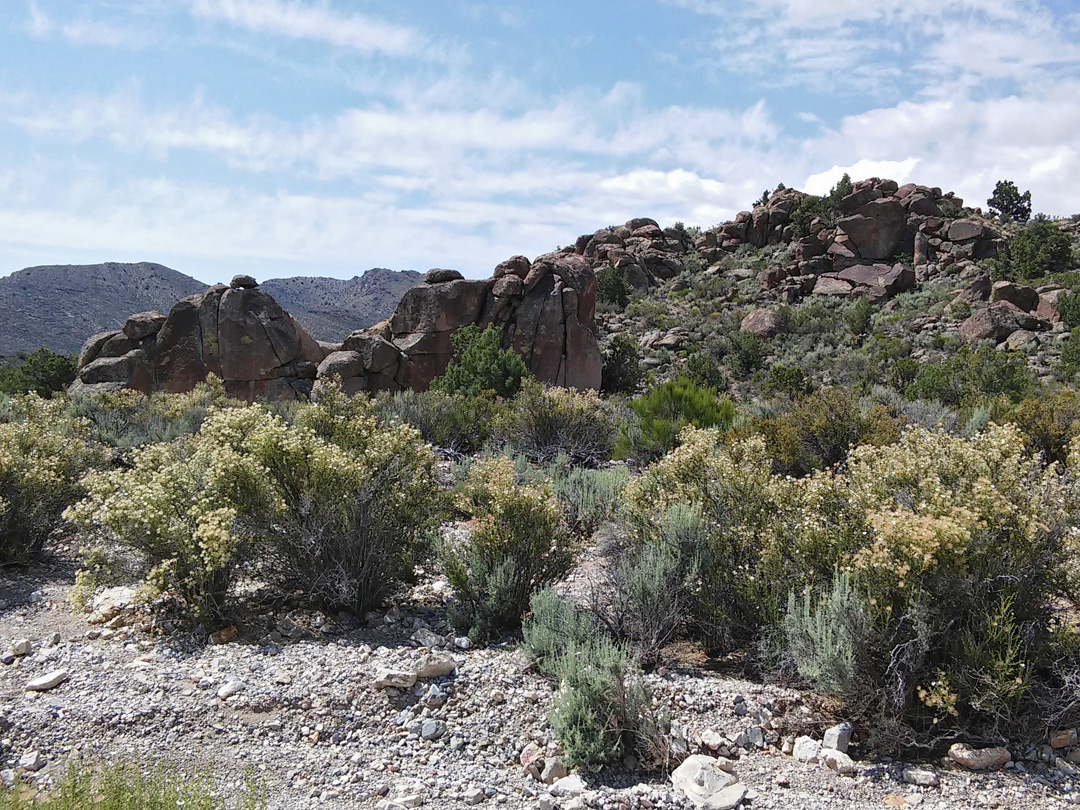 Sagebrush beside Echo Rock