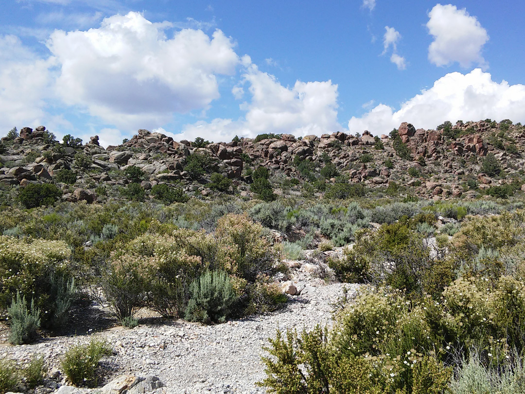 Bushes near Echo Rock