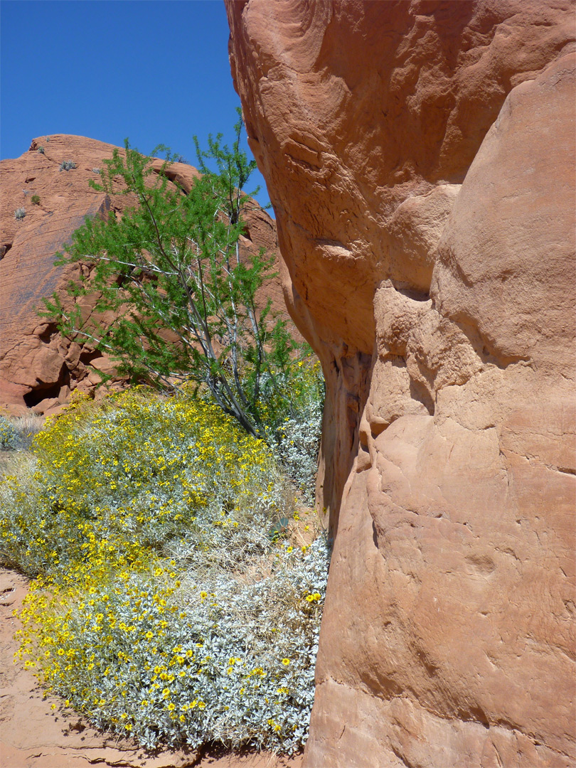 Brittlebush beside a cliff