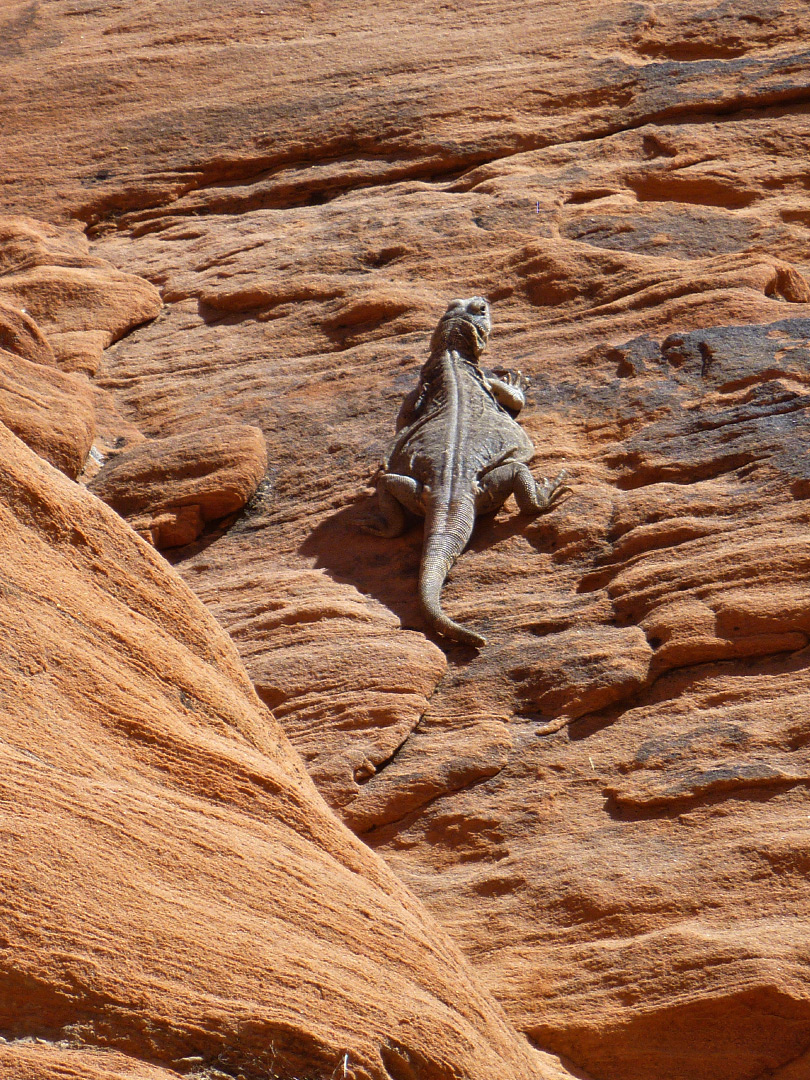 Chuckwalla