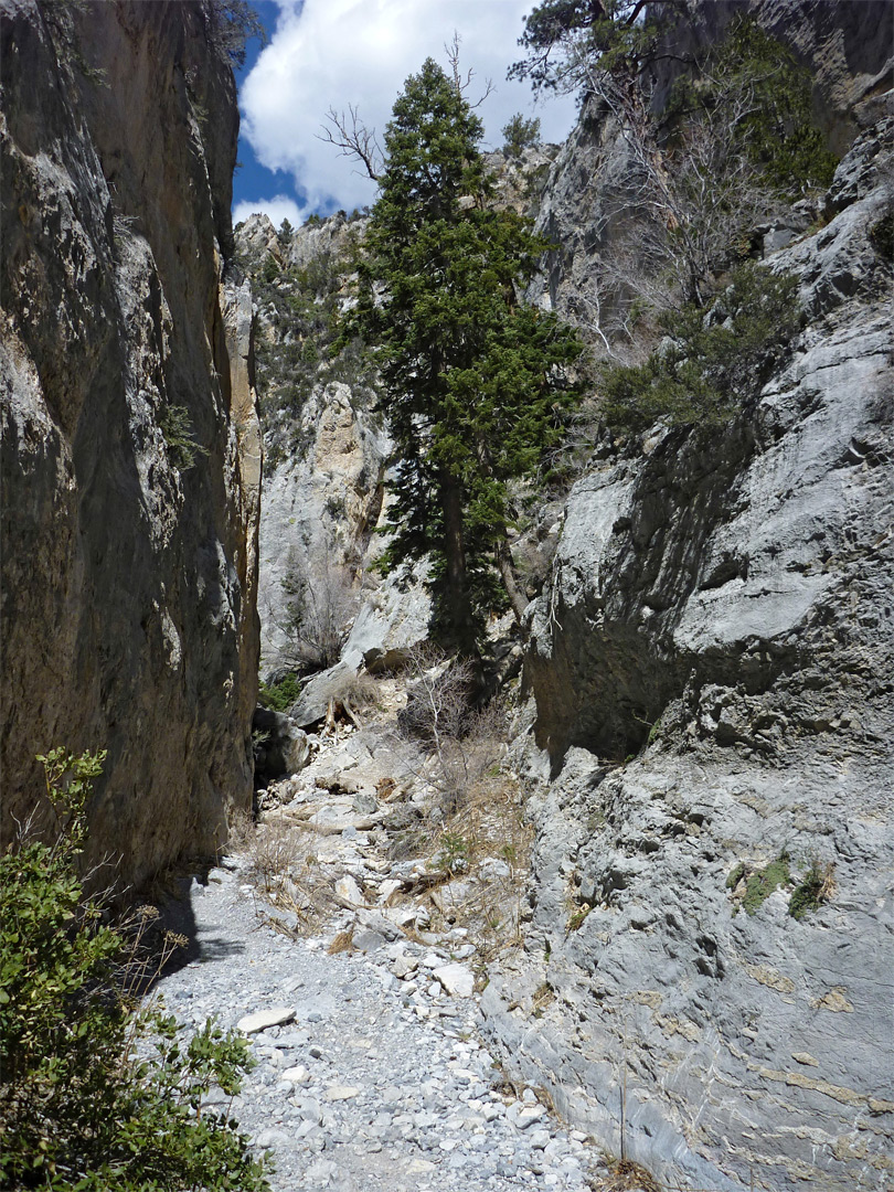 Pine tree in the canyon