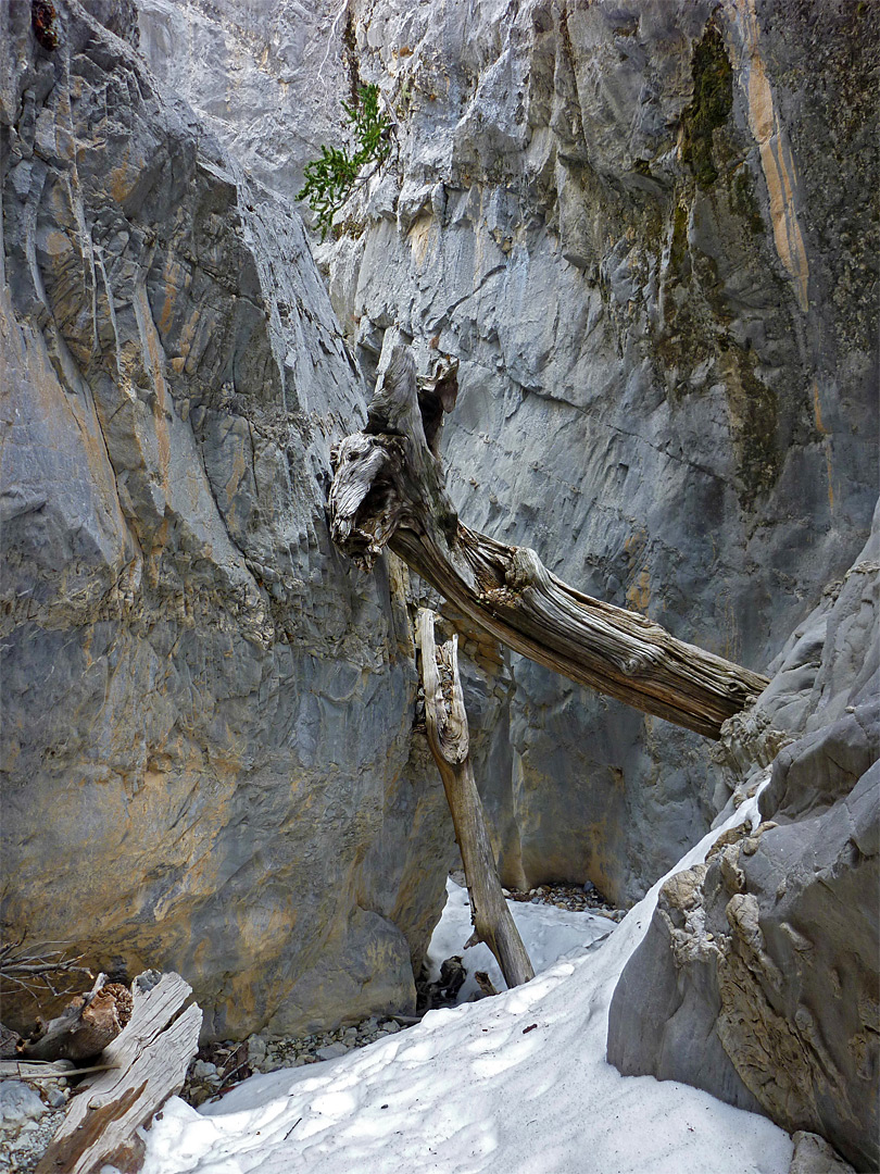 Logs in the canyon