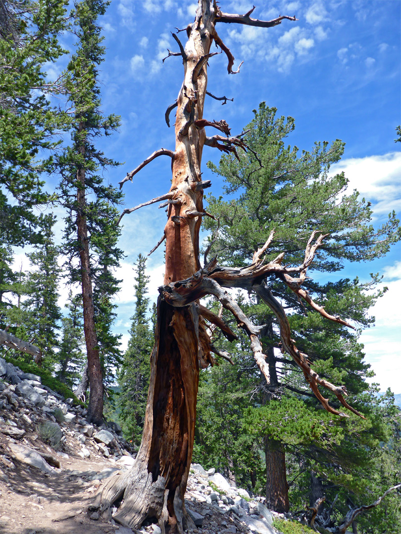 Dead tree