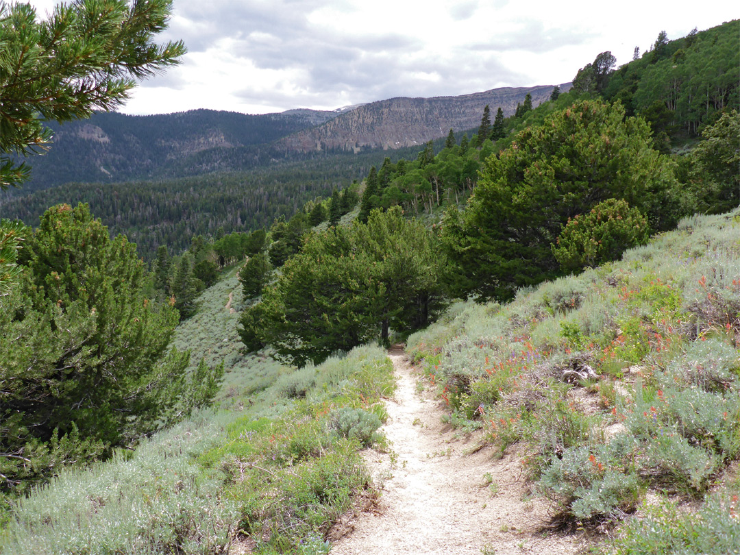 Path through sagebrush