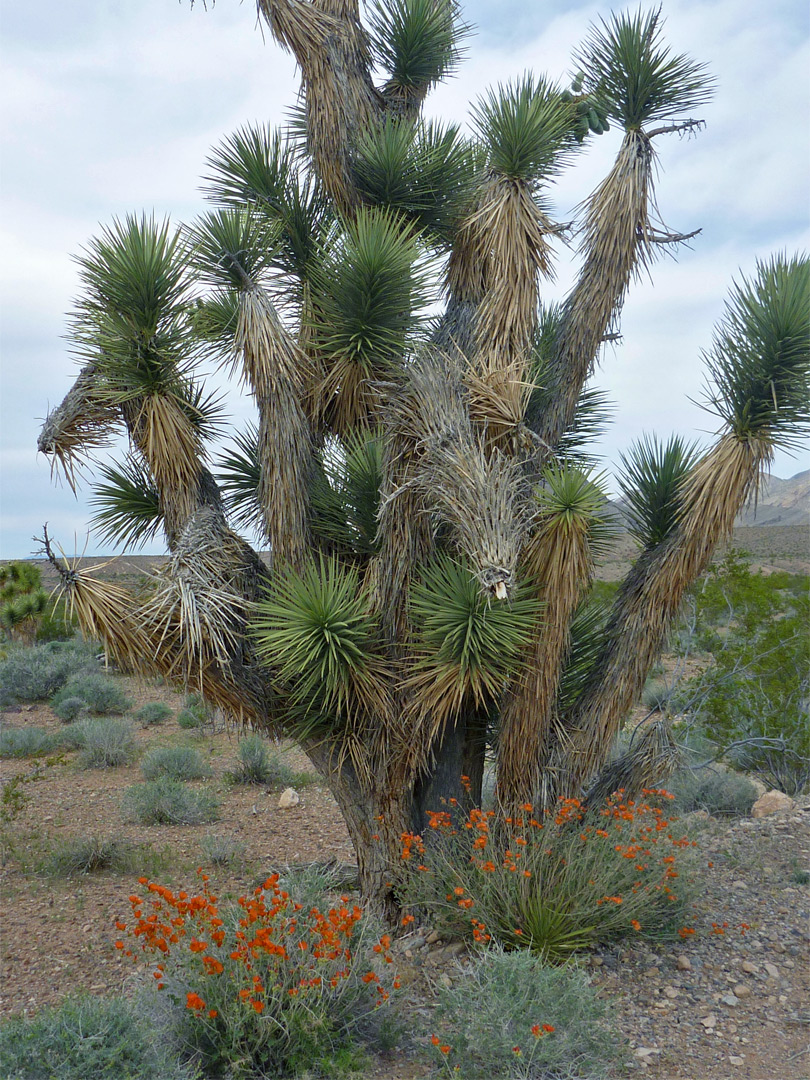 Joshua tree