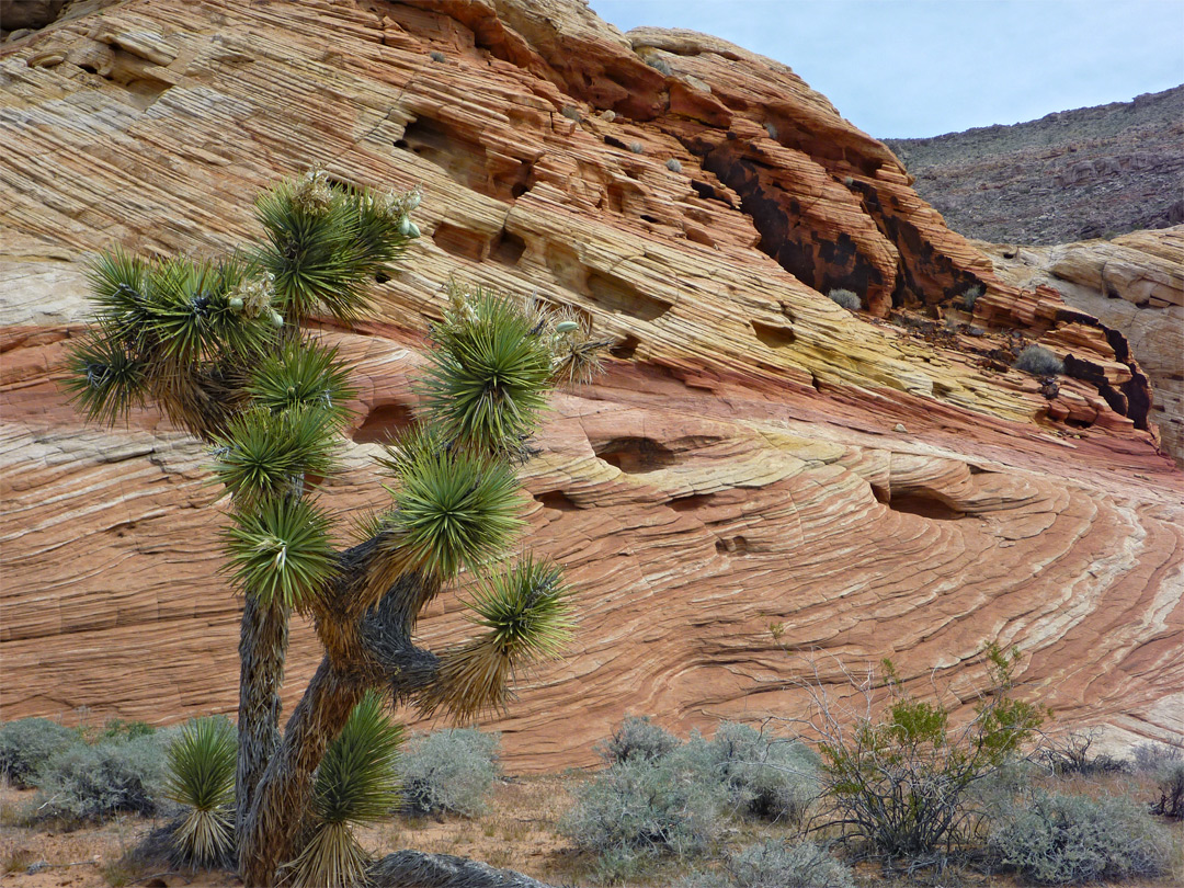 Joshua tree