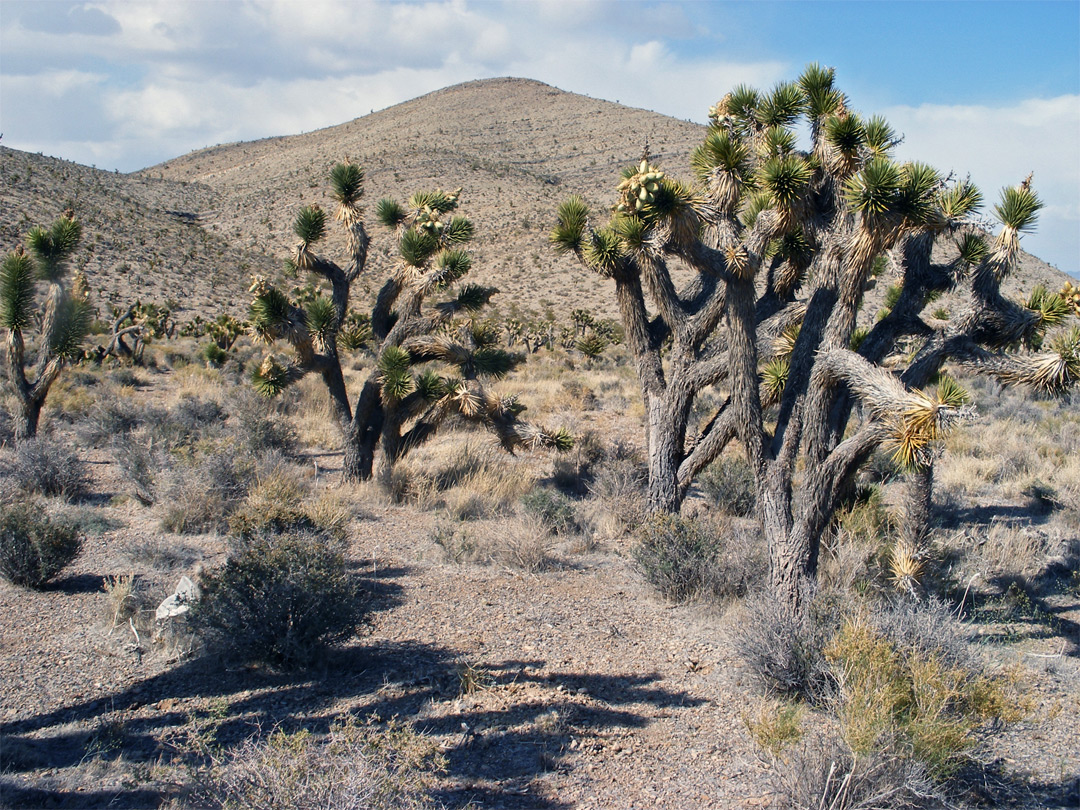 Group of trees