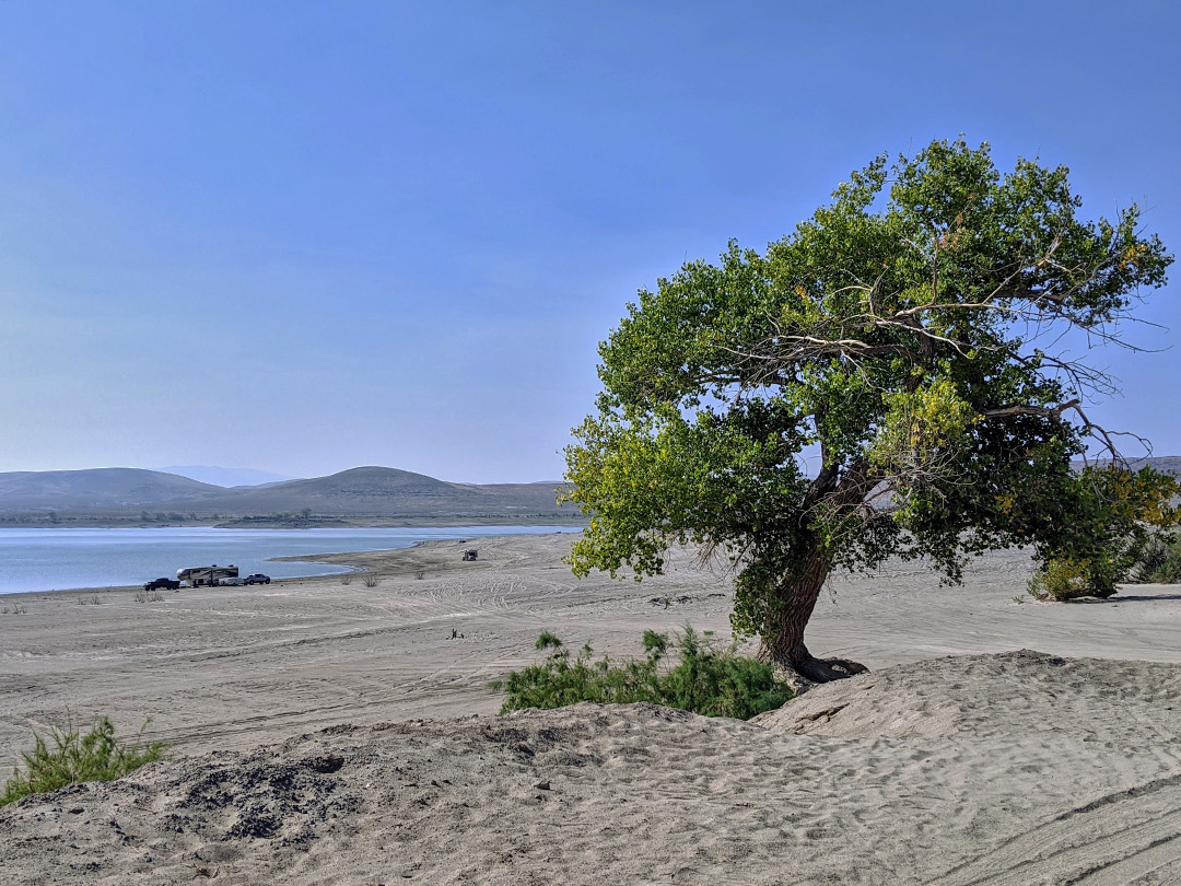 Tree by the lake