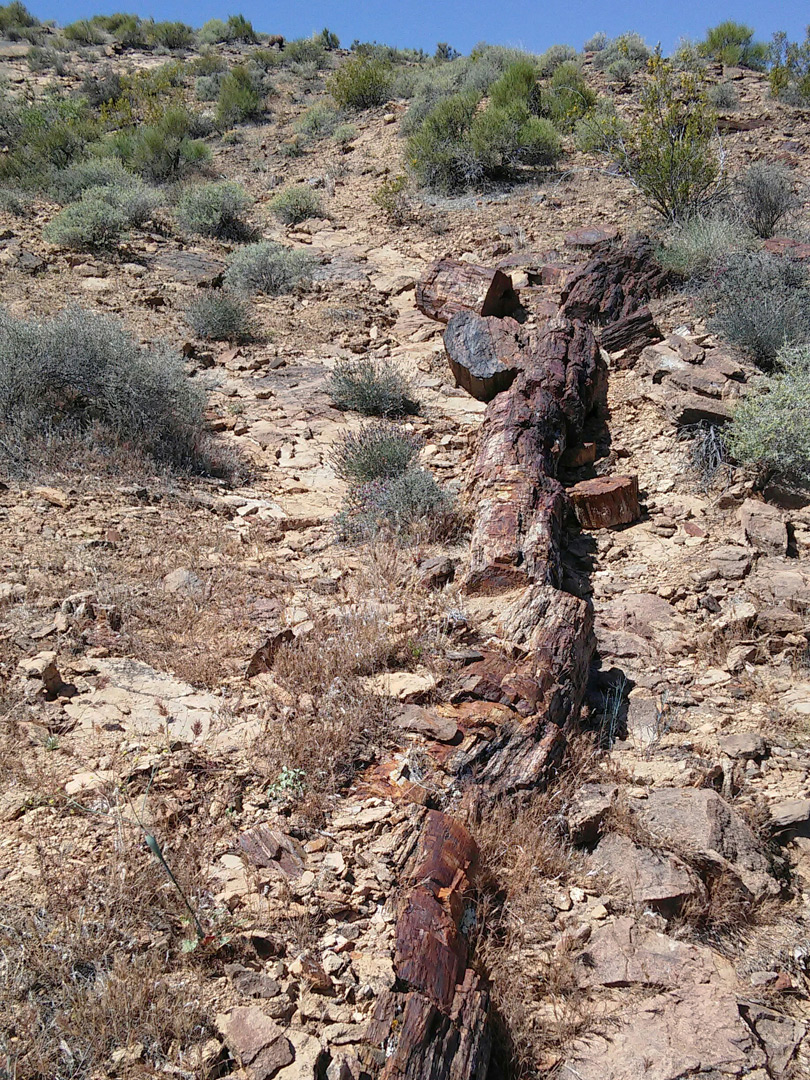 Long petrified log