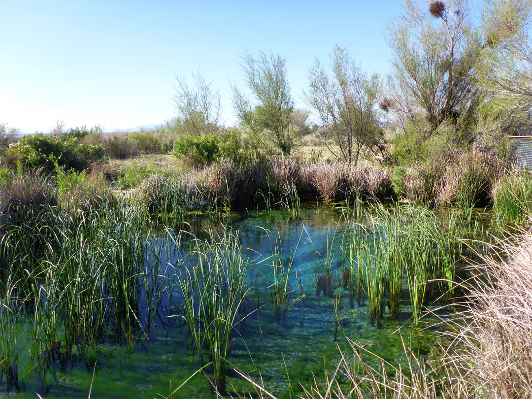 Longstreet Spring