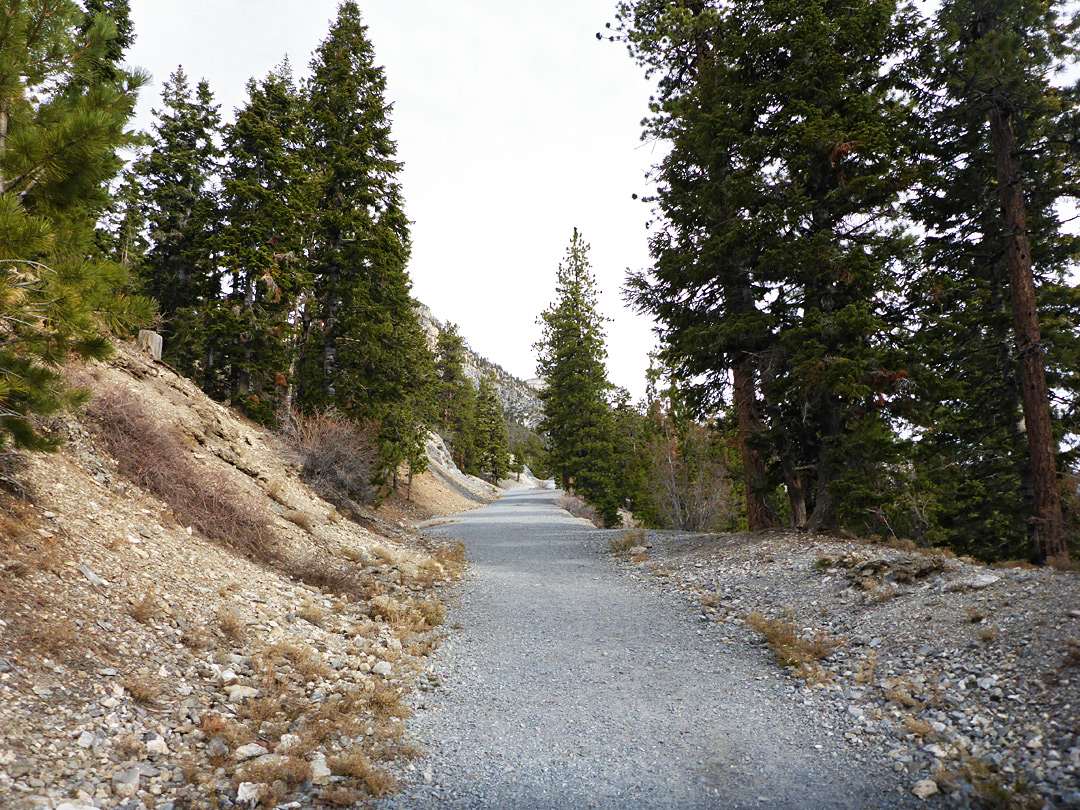 Lower Bristlecone Trail