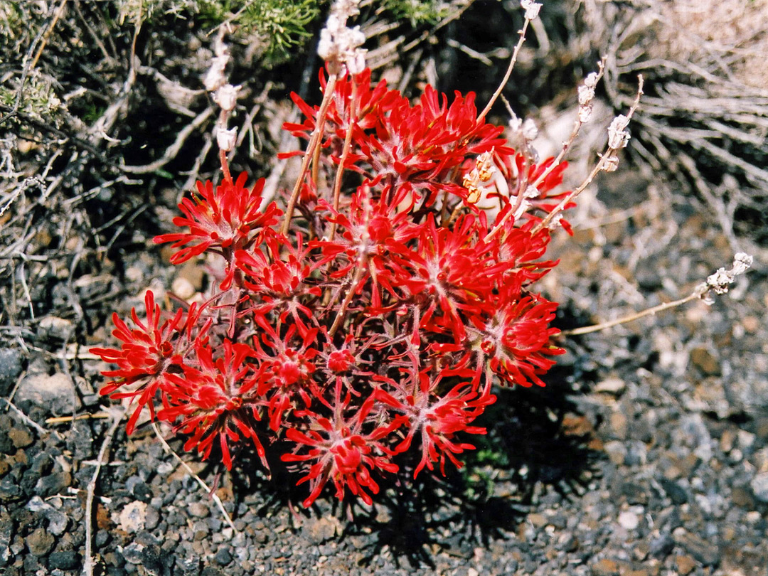 Indian paintbrush