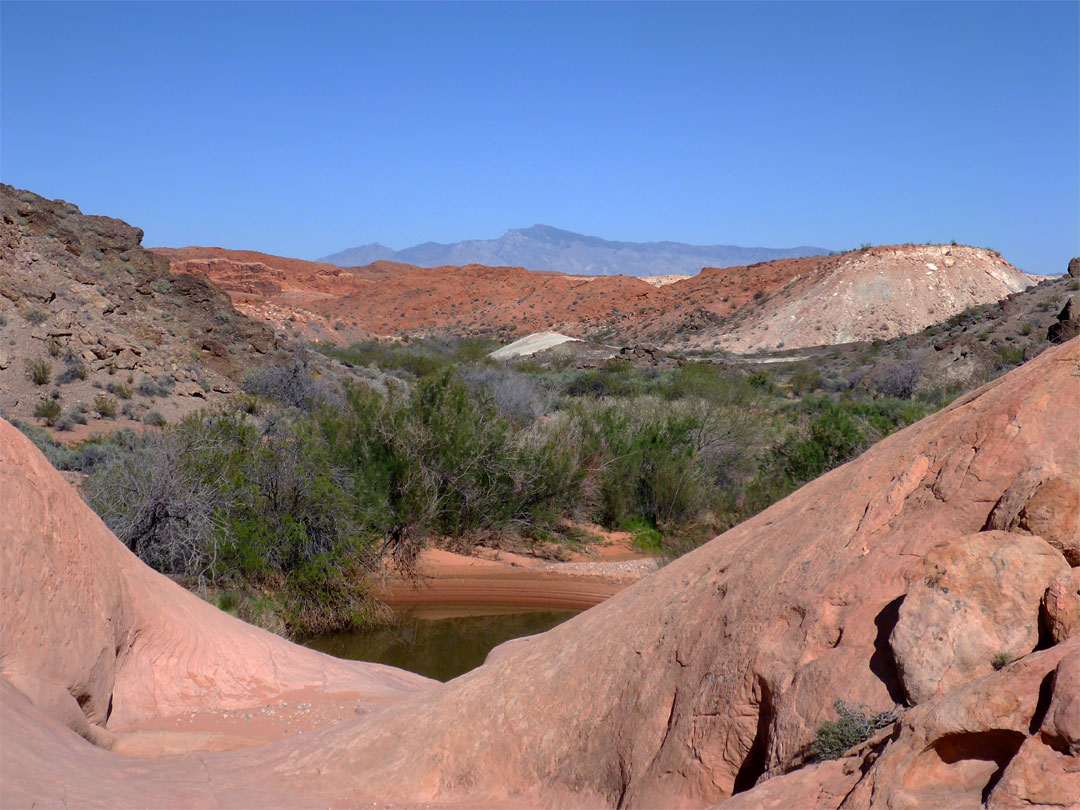 Tamarisk bushes