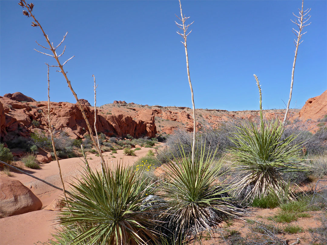 Yucca