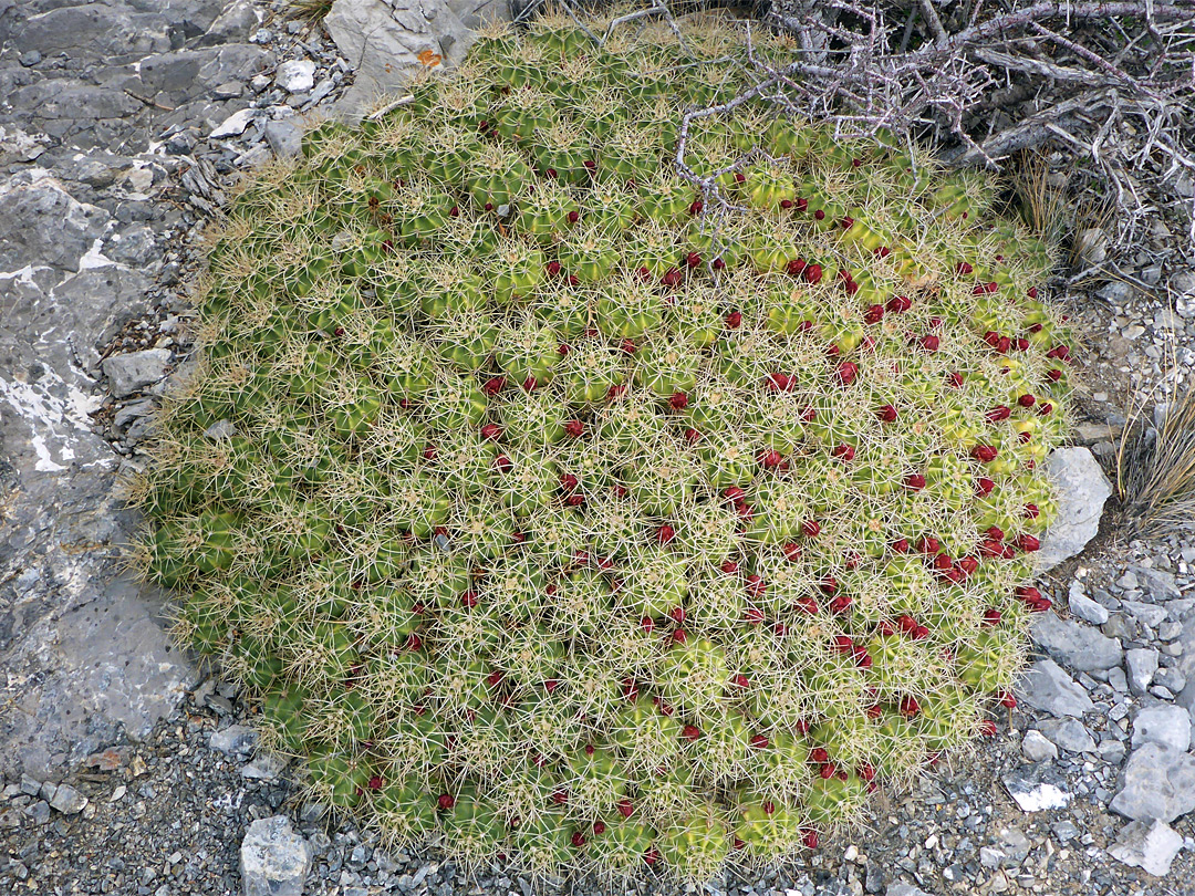 Clump of echinocereus