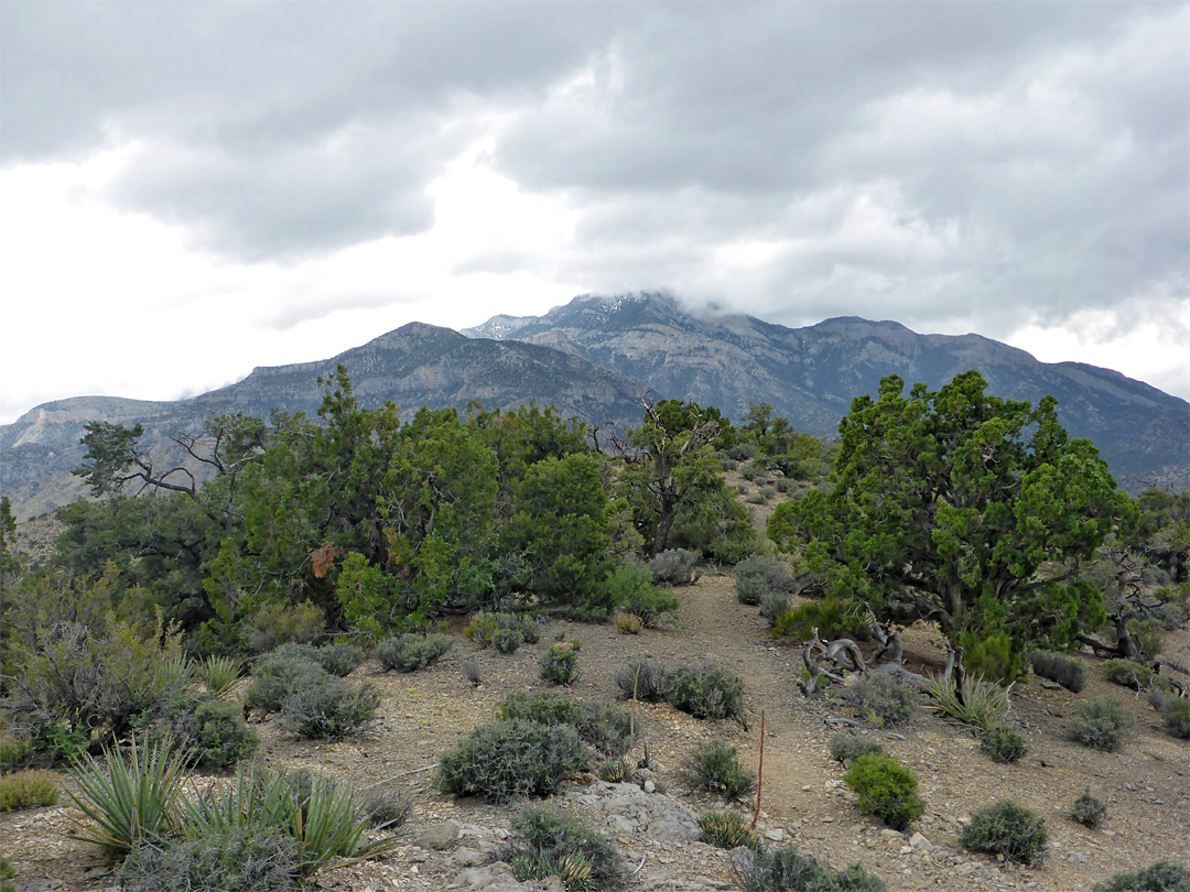 Yucca and pines